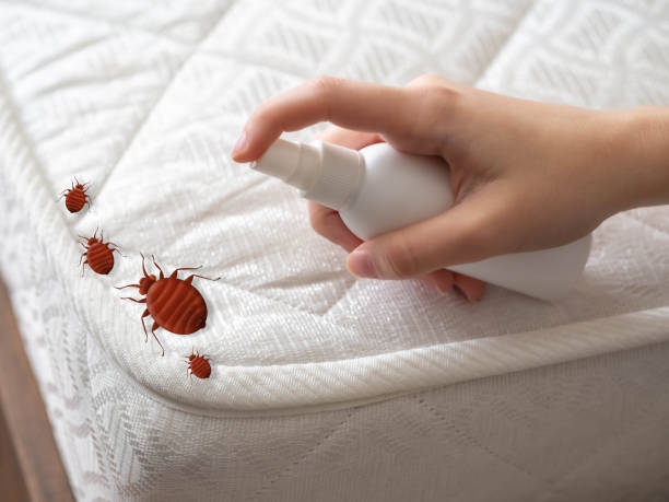Wasp Removal Services in Downingtown, PA